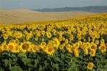 19.05.02.17. Girasoles.