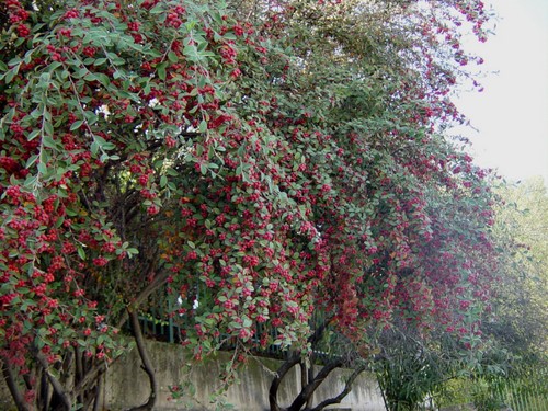 25.10. 072. Calles Lozano Sidro, San Marcos, Avda. España y Niceto Alcalá-Zamora. Priego. 2006.