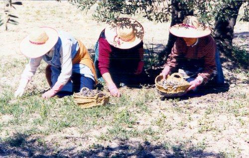 10.06.10. Recogida manual de aceitunas.