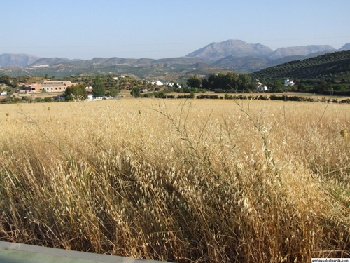 11.20.01.120. Zagrilla Alta. Priego de Córdoba, 2007.