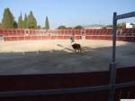 18.09.233. Feria Real. El Chino Torrero y sus enanitos forçados. Priego, 2007.