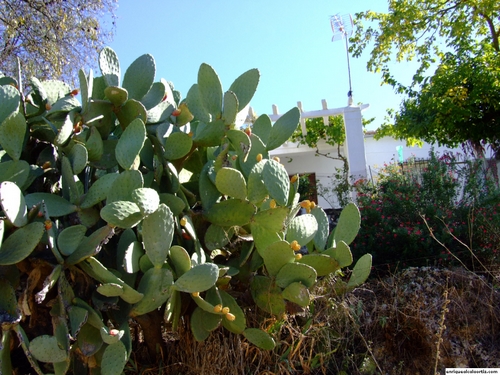 11.22.01.058. Los Villares. Priego de Córdoba.