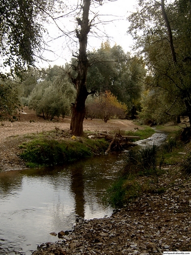 11.32.62. La Carrasca. Priego de Córdoba.