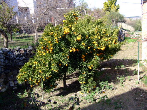 27.02.054. San Antón. Castil de Campos. Priego, enero 2008.