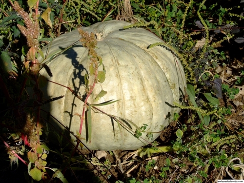 11.27.045. La Almorzara. Priego de Córdoba.