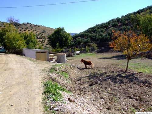 11.27.067. La Almorzara. Priego de Córdoba.