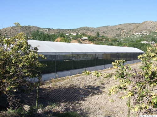 11.17.111. La Vega y el Rihuelo. Priego, 2007.