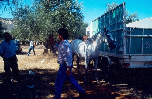 1314.020992. Feria de ganado en Camino Alto.
