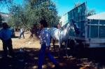1314.020992. Feria de ganado en Camino Alto.