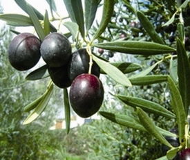 Olivas de Priego de Córdoba