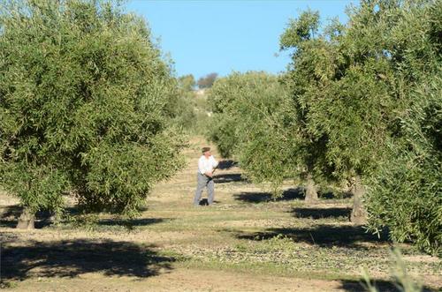 Olivar prieguense.