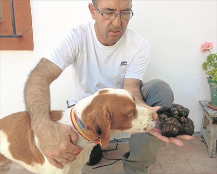 Una trufa gigante